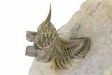 Amazing, Tower Eyed Erbenochile Trilobite - Morocco #316435-2
